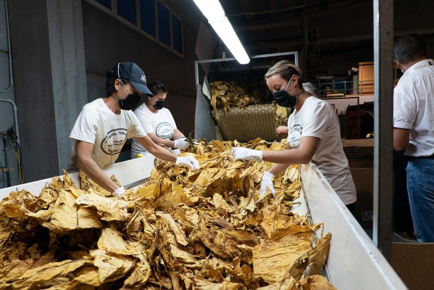 Verona E Il Veneto Ai Vertici Della Produzione Di Tabacco Di Qualità ...